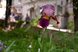I believe this is due to soil erosion. Iris Germanica City Lungs For People S Health Ways To Prevent Soil Erosion In Town Greenery Of The Urban Courtyard With Unpretentious Plants As An Example Of Guerrilla Gardening Stock Photo Picture And