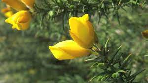 curso online de signatura de flores de bach 7 terapia floral flores plantas medicinales