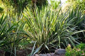 Best flowers to attract bees nz. 5 Native Bee Friendly Plants Nz Flora That Bees Love
