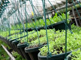 Check out our range of metal garden stakes products at your local bunnings warehouse. High Tunnels And Other Season Extension Techniques Sare