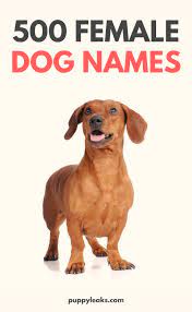 Check spelling or type a new query. 500 Popular Female Dog Names Puppy Leaks