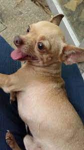 Chihuahua Cabeza De Manzana Llamado Panikis D 22 De Octubre 2014 Perros Mascotas Chihuahua Cabeza De Manzana