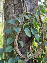 Image result for Cissus rotundifolia