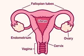 This test can identify whether the types of hpv that can cause cervical cancer. Cervical Position In Early Pregnancy What To Expect