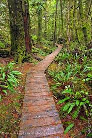 Boardwalk Along Rainforest Trail Pacific Rim National Park Vancouver Island British Columbia Canada Pacific Rim National Park Vancouver Island Island