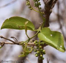 Image result for Combretum apiculatum