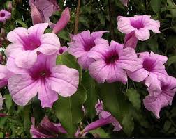 Image result for Mansoa difficilis