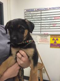 Broadway pet hospital has provided quality veterinary care to the oakland area for over 40 years. Listing Content