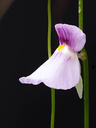 Image result for Utricularia simulans