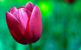 Hd Wallpaper High Definition Wallpapers Microsoft Tulip Wallpaper Holly Morado Bonsai Wantbuy Chavez Wallpaper Wallpaper Flare Home minecraft skins windows xp tulips minecraft skin. high definition wallpapers microsoft