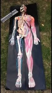 Dimensional Man 3d Life Size Anatomical Pop Up Wall Chart