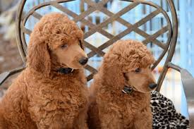 Wolfe island poodles is situated on two acres where our poodles can stretch out their legs and breath fresh air. Standard Poodles For Sale In Oklahoma And Texas Poodles Of Willow Glade