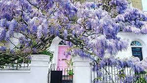 Wisteria Hysteria Is Still Rife In London Take A Look At These Beauties Wisteria Chelsea Cloisters Fake Flowers
