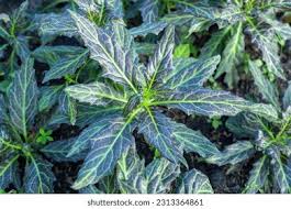 Image result for Gynura pseudochina