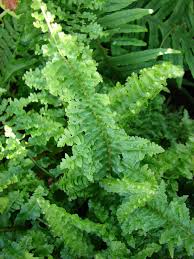 Image result for ledviník