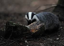 Badger Discovers Medieval Tomb in Germany - DER SPIEGEL