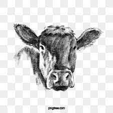 Gambar Gambar Garis Hitam Yang Ditarik Tangan Dari Kepala Sapi Ternak Kepala Banteng Tanduk Png Transparan Clipart Dan File Psd Untuk Unduh Gratis How To Draw Hands Dog Line Drawing Line