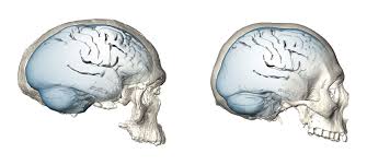 Homo doctus in se semper divitias habet. Langsame Und Spate Evolution Des Menschlichen Gehirns Nachricht Archaologie Online