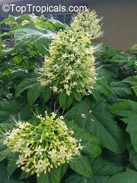 Image result for Clerodendrum pusillum