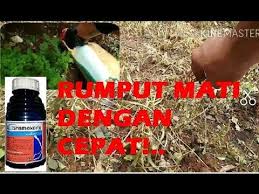 Rumput yang sulit untuk di basmi dengan cara mekanik, seperti dibajak pada masa lampau suket grinting ini digunakan sebagai simbol bagi suku kalang yang hidup di jawa tengah dan yogyakarta. Membasmi Rumput Dengan Cepat Gramoxone Youtube