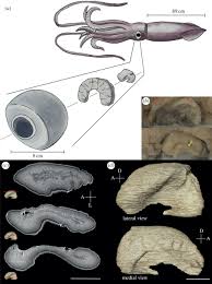 The longest squid ever found was a giant squid. Mismatch Between The Eye And The Optic Lobe In The Giant Squid Royal Society Open Science