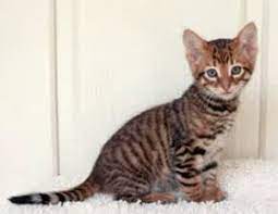 Toyger Kitten 1500 Toyger Kitten Toyger Cat Cats