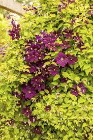 Maybe you would like to learn more about one of these? Clematis Viticella Italienische Waldrebe Gartenvielfalt