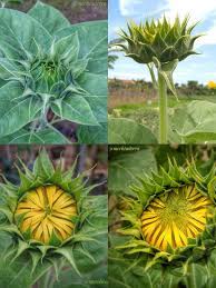 Bunga matahari adalah tanaman minyak sayur yang penting dan menguntungkan di karnataka dan negara itu. Sulitkah Menanam Bunga Matahari