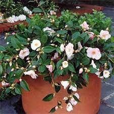 Camellia Assorted Ground Cover Container Plants Camellia