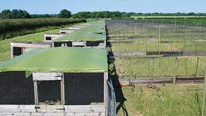 Basically where birds will be able to build their nests. Game Bird Rearing Spreads Its Wings Farmers Weekly