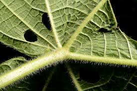 Image result for Neoboutonia