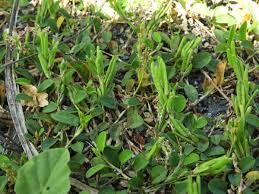 Image result for Alysicarpus