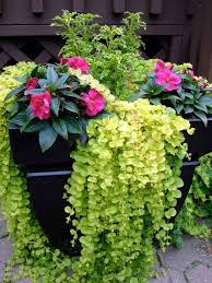 Jardines De Estilo Clasico De My Little Jardin Clasico Jardineria En Macetas Jardines Ideas De Jardineria