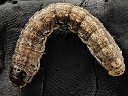 Shortly after spraying the pest control, my cat began crying, vomiting, and running to her litter box. Cutworms How To Get Rid Of Cutworms In Your Garden The Old Farmer S Almanac