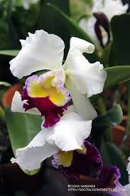 Digital Flower Pictures Com Hawaiian Attraction Cattleya Orchid Cattleya Orchid Orchids Cattleya