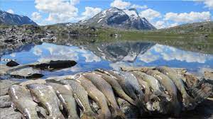 Skjåk on wn network delivers the latest videos and editable pages for news & events, including entertainment, music, sports, science and more, sign up and share your playlists. Firmatur Skjok