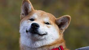 Shiba Inu Shib Concierta Un Acuerdo Estrategico Con El Desarrollador De Videojuegos Playside Cointribune