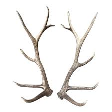 1980s Vintage Elk Antlers A Pair In 2020 Elk Antlers Elk Horns Antler Drawing
