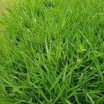 Image result for Urochloa serrata