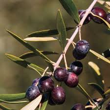 Olive Arbequina Tree Growing Olive Trees Olive Tree Fruit Trees