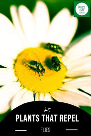 This herb has sweet mints, citrus mints, peppermint, chocolate mints, and spearmint as members of its large family. 25 Plants That Repel Flies Happy Diy Home