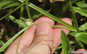 Image result for Kyllinga squamulata