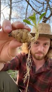 Sunchokes for survival #survival #garden #homesteading #outdoors #offgrid