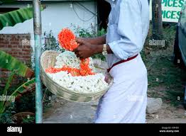 Image result for Crossandra greenstockii