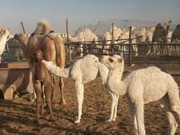 They have leathery mouths and can eat practically any vegetation including thorns, dry vegetation and. Camel On Guinness Record Camel Kuwait