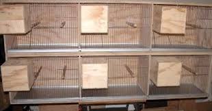 Sangkar besi lovebird cara membuat tebok sangkar lovebird cara membuat tebok sangkar dari limbah pipa pvc bekas, bisa menghemat uang. Cara Membuat Kandang Lovebird Dari Kayu Dengan Mudah