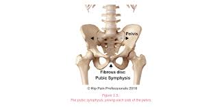 Shoulder anatomy is a remarkable combination of strong bones, flexible ligaments and tendons, and reinforcing cartilage and muscles. Hip Pain Explained Including Structures Anatomy Of The Hip And Pelvis