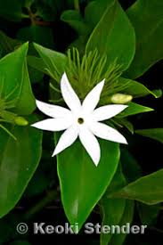 Image result for Jasminum multiflorum