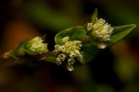 Image result for Persicaria nepalensis