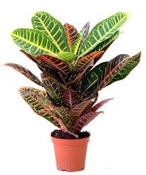 Plantele îi aduc stăpânilor săi liniște și. Flori De Camera About Facebook